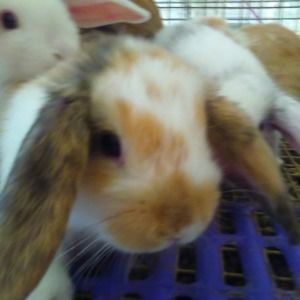 Meet your Posher, Charlene